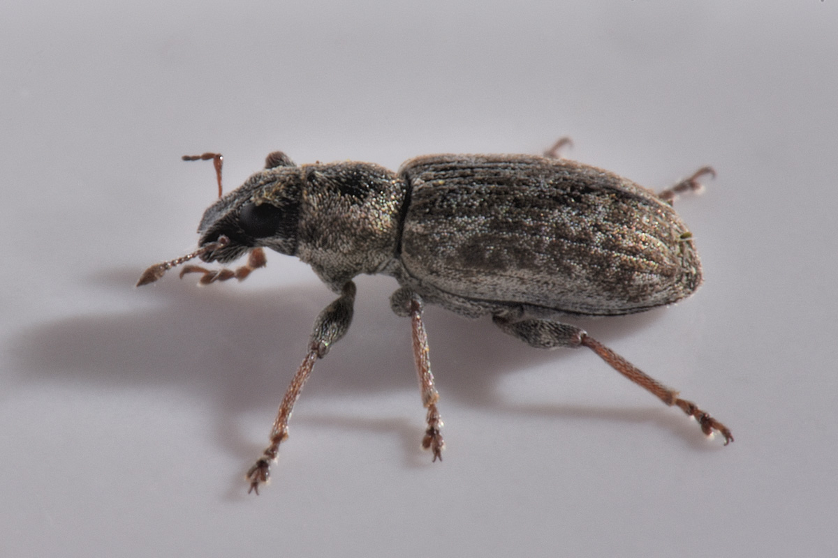 Curculionidae: Sitona cylindricollis? No, Sitona tenuis